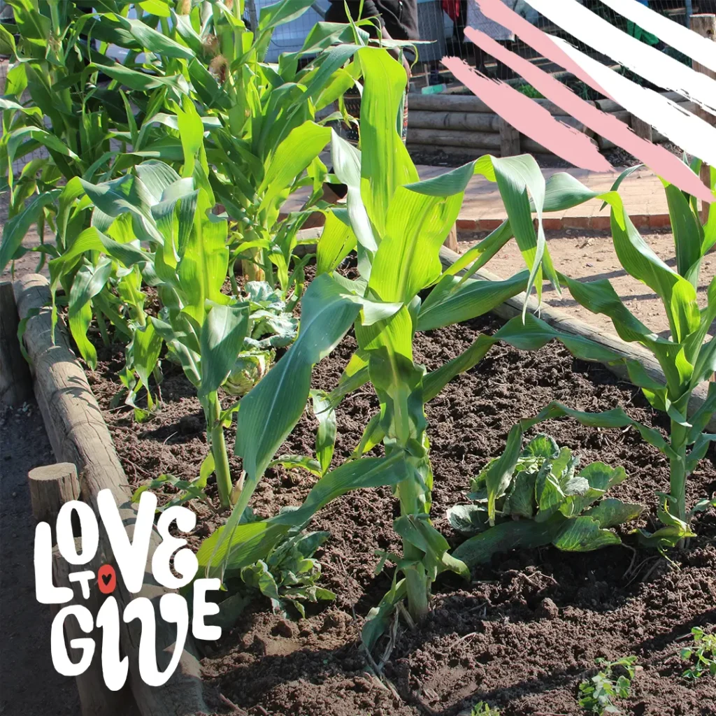 Exploring Kayamandi Vegetable Gardens