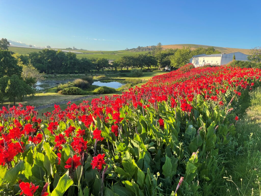 DeMorgenzon Garden Vineyards
