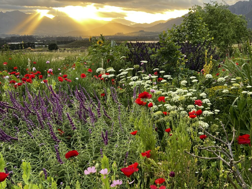 René and Norbert’s meadow garden